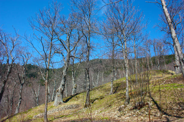 Legna da ardere nella campagna di Careggine